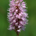 Schlangen-Knöterich (Polygonum bistorta)